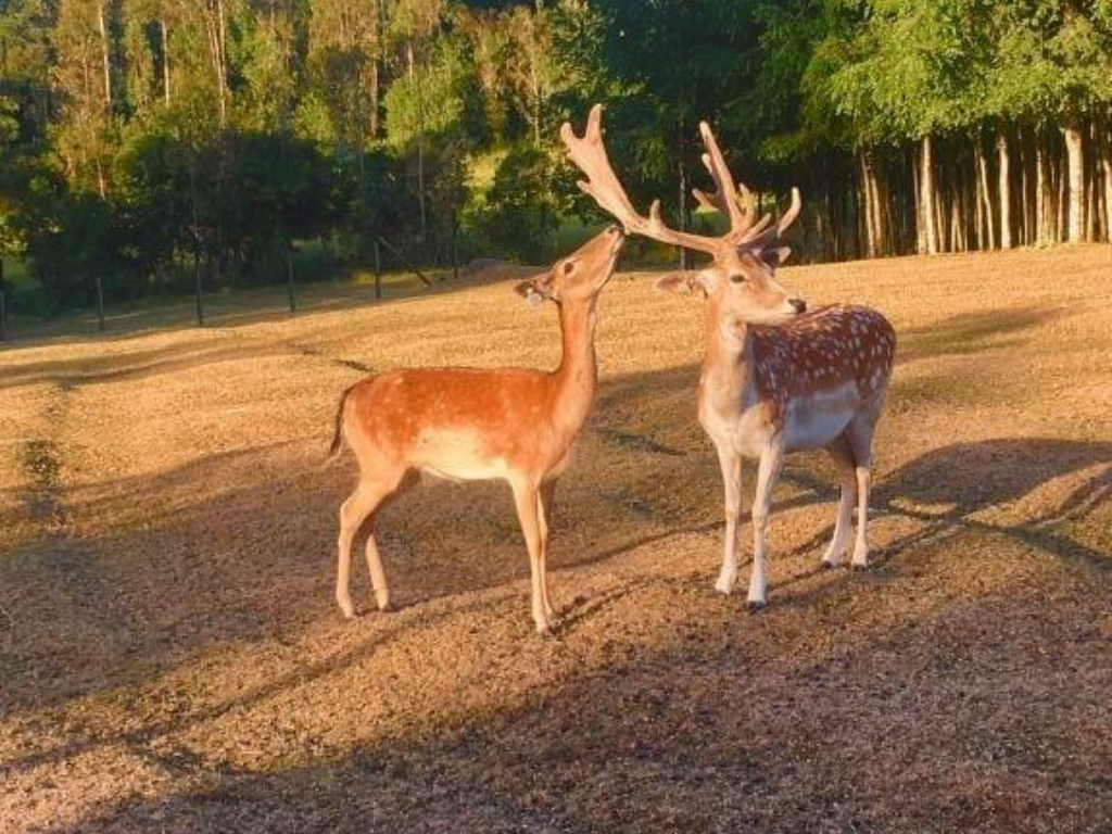 Imagen decorativa, para representar el lugar que se menciona en el texto sobre Villarrica