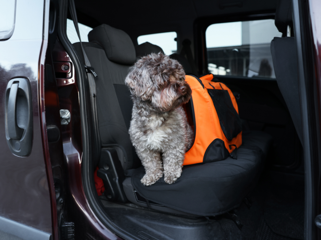 Imagen de referencia Transporta a tus mascotas de forma segura